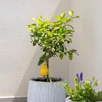 Angelika's White Blue * מאנדרה
