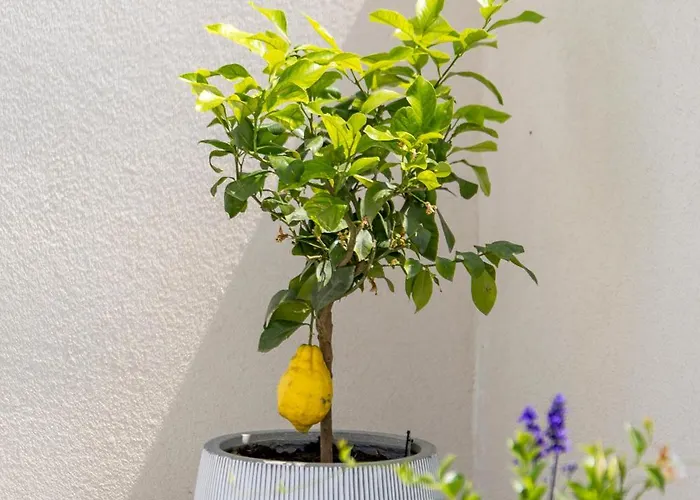 Angelika's White Blue * מאנדרה